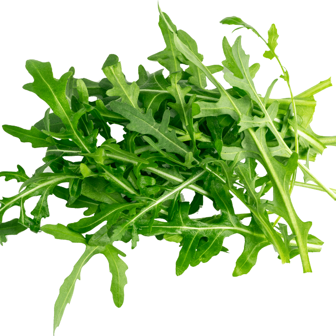 【MiuTech智慧農場】現摘裂葉芝麻葉 50g｜出貨前兩小時內現摘