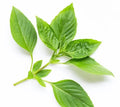 【MiuTech智慧農場】新鮮羅勒 50g｜出貨前兩小時內現摘｜無農藥栽培