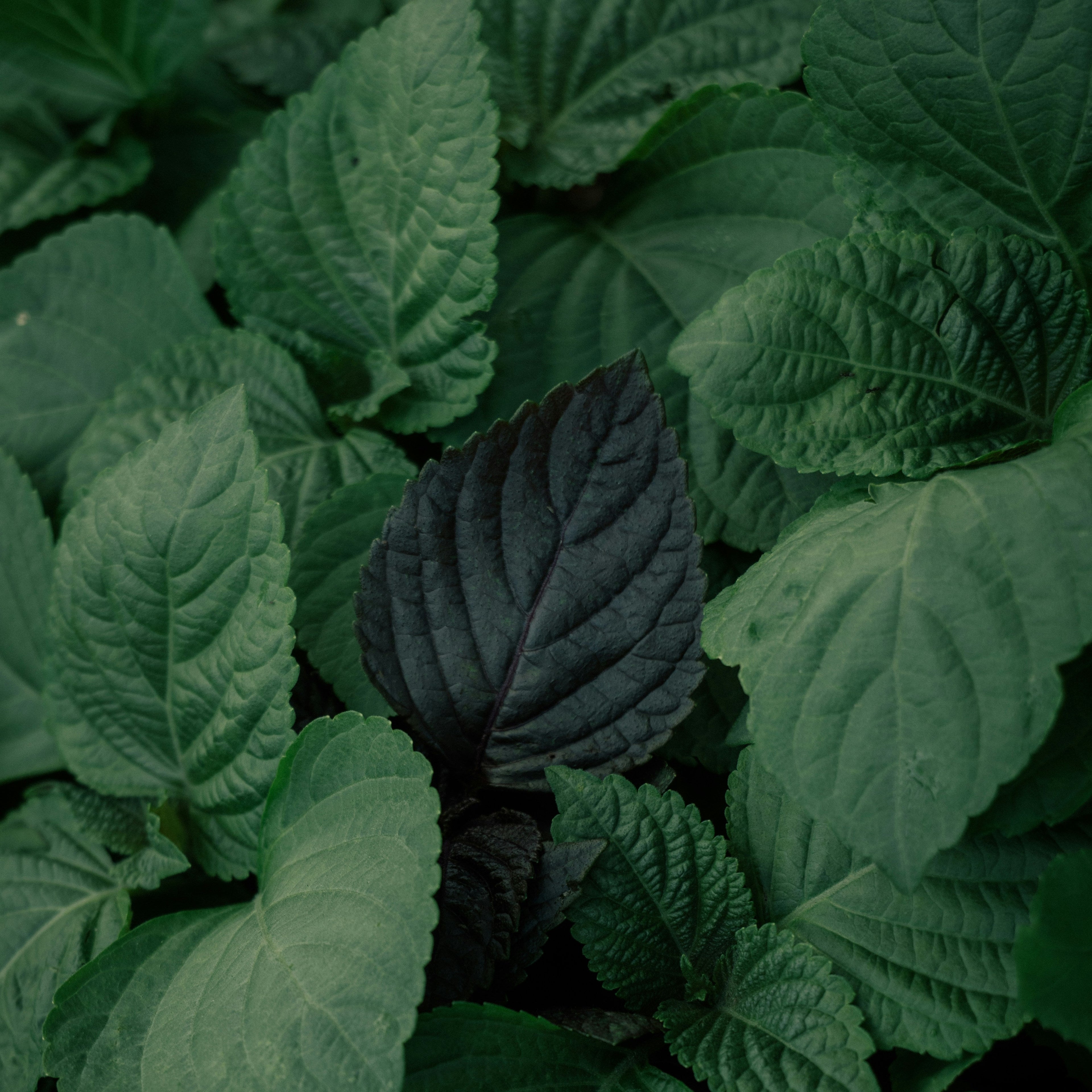 【MiuTech智慧農場】新鮮韓國芝麻葉 100g｜出貨前兩小時內現摘