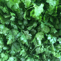 【MiuTech智慧農場】新鮮香菜 50g｜出貨前兩小時內現摘