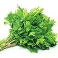 【MiuTech智慧農場】新鮮香菜 50g｜出貨前兩小時內現摘